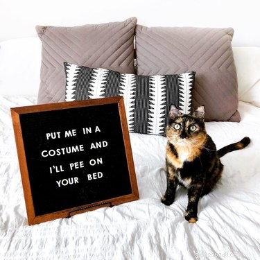19 Hilarious Pet Letter Boards That Will Make You Laugh