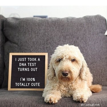 19 Hilarious Pet Letter Boards That Will Make You Laugh