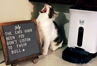 19 Hilarious Pet Letter Boards That Will Make You Laugh