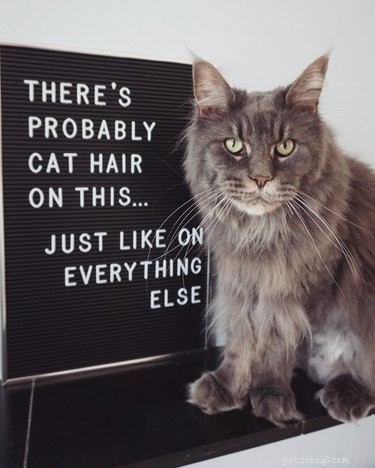 19 Hilarious Pet Letter Boards That Will Make You Laugh