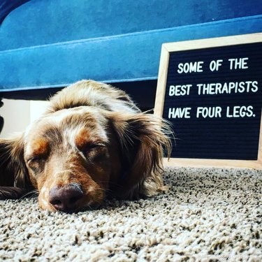 19 Hilarious Pet Letter Boards That Will Make You Laugh