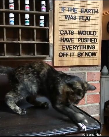 19 Hilarious Pet Letter Boards That Will Make You Laugh
