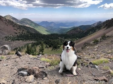 18 Pets Embark on Epic Adventures: From Hilltop Heroes to Snowy Explorers