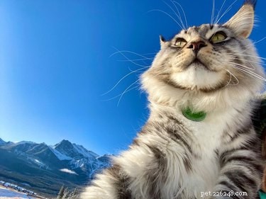 18 Pets Embark on Epic Adventures: From Hilltop Heroes to Snowy Explorers