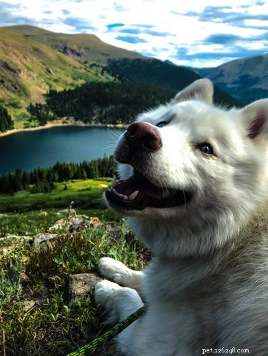 18 Pets Embark on Epic Adventures: From Hilltop Heroes to Snowy Explorers