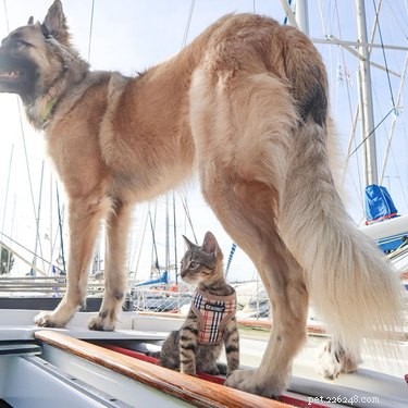 18 Pets Embark on Epic Adventures: From Hilltop Heroes to Snowy Explorers