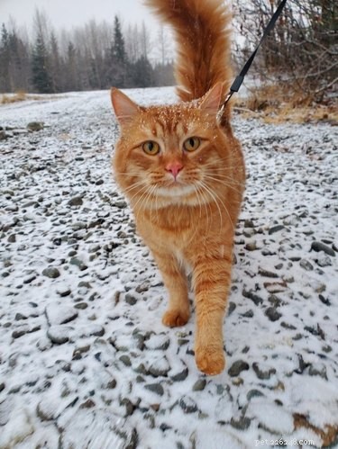 18 Pets Embark on Epic Adventures: From Hilltop Heroes to Snowy Explorers