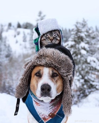 18 Pets Embark on Epic Adventures: From Hilltop Heroes to Snowy Explorers