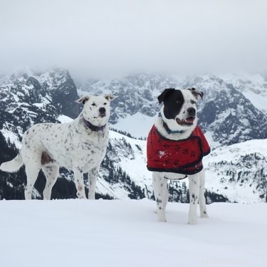 18 Pets Embark on Epic Adventures: From Hilltop Heroes to Snowy Explorers