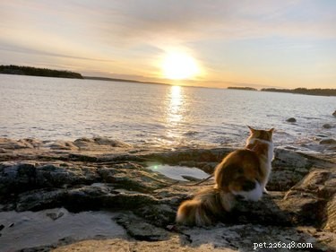 18 Pets Embark on Epic Adventures: From Hilltop Heroes to Snowy Explorers