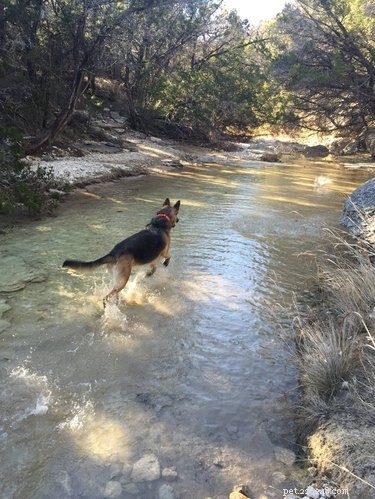 18 Pets Embark on Epic Adventures: From Hilltop Heroes to Snowy Explorers