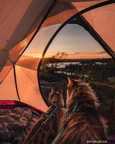 18 Pets Embark on Epic Adventures: From Hilltop Heroes to Snowy Explorers