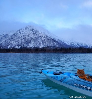 18 Pets Embark on Epic Adventures: From Hilltop Heroes to Snowy Explorers