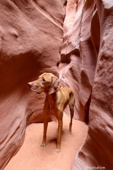 18 Pets Embark on Epic Adventures: From Hilltop Heroes to Snowy Explorers