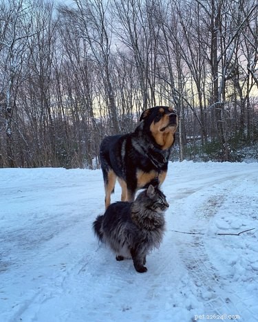 18 Pets Embark on Epic Adventures: From Hilltop Heroes to Snowy Explorers