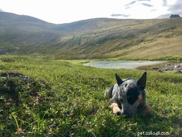 18 Pets Embark on Epic Adventures: From Hilltop Heroes to Snowy Explorers