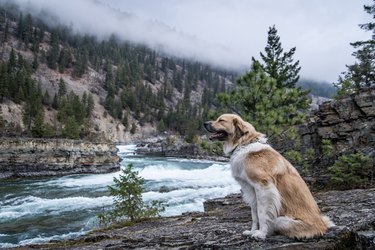 18 Pets Embark on Epic Adventures: From Hilltop Heroes to Snowy Explorers