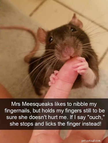 17 Adorable Rat Photos That Will Melt Your Heart