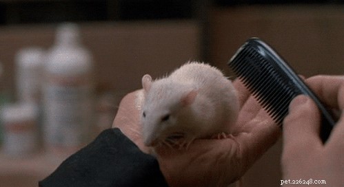 17 Adorable Rat Photos That Will Melt Your Heart