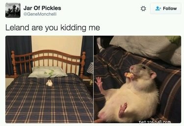 17 Adorable Rat Photos That Will Melt Your Heart