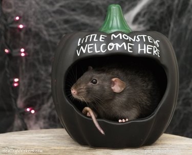 17 Adorable Rat Photos That Will Melt Your Heart