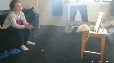 17 Adorable Rat Photos That Will Melt Your Heart