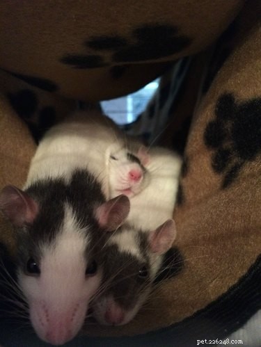 17 Adorable Rat Photos That Will Melt Your Heart