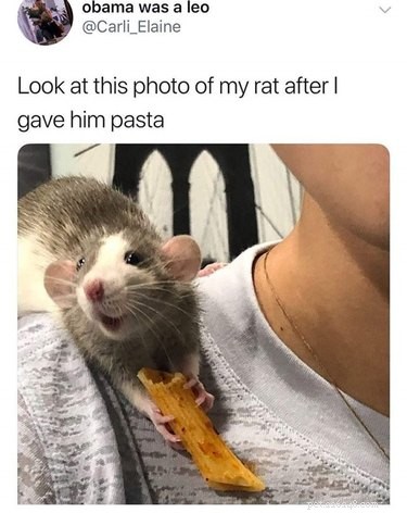 17 Adorable Rat Photos That Will Melt Your Heart