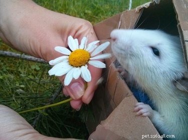 17 Adorable Rat Photos That Will Melt Your Heart