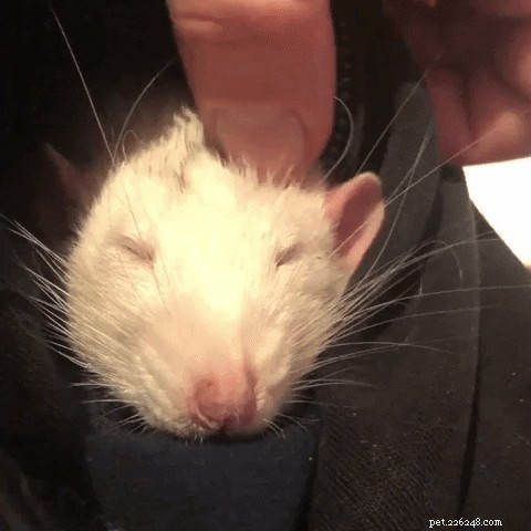 17 Adorable Rat Photos That Will Melt Your Heart