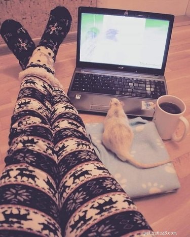 17 Adorable Rat Photos That Will Melt Your Heart