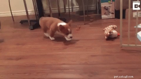 23 Irresistibly Cute Animal GIFs That Will Brighten Your Day