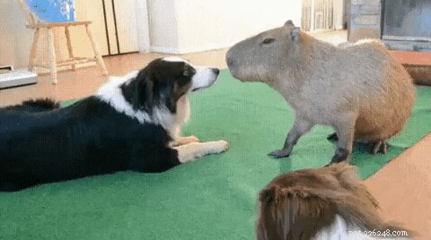 23 Irresistibly Cute Animal GIFs That Will Brighten Your Day