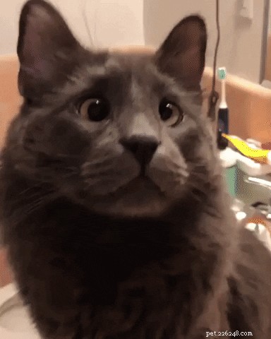 23 Irresistibly Cute Animal GIFs That Will Brighten Your Day