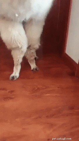 23 Irresistibly Cute Animal GIFs That Will Brighten Your Day