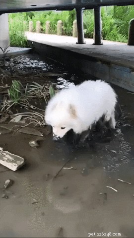 23 Irresistibly Cute Animal GIFs That Will Brighten Your Day