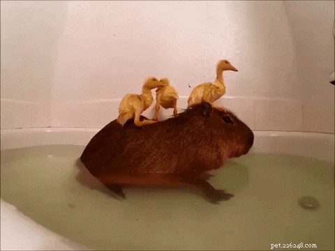 23 Irresistibly Cute Animal GIFs That Will Brighten Your Day
