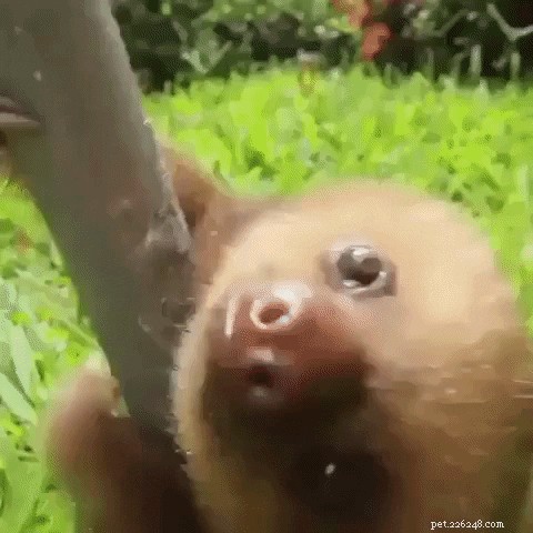 23 Irresistibly Cute Animal GIFs That Will Brighten Your Day