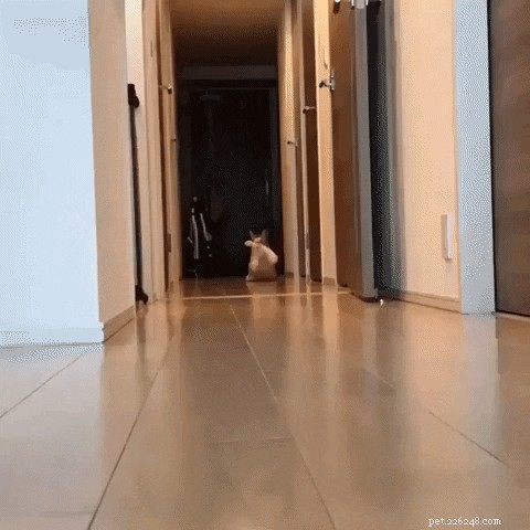 23 Irresistibly Cute Animal GIFs That Will Brighten Your Day