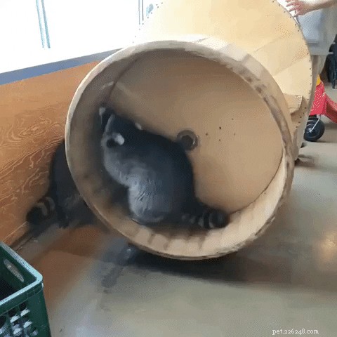 23 Irresistibly Cute Animal GIFs That Will Brighten Your Day