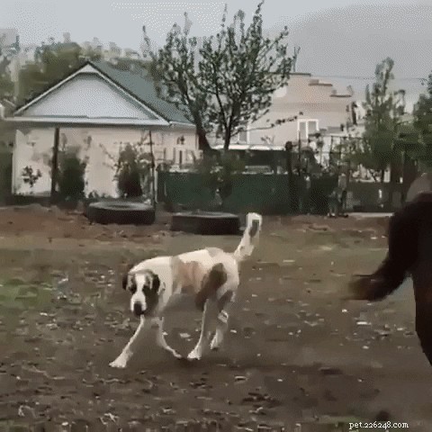 23 Irresistibly Cute Animal GIFs That Will Brighten Your Day