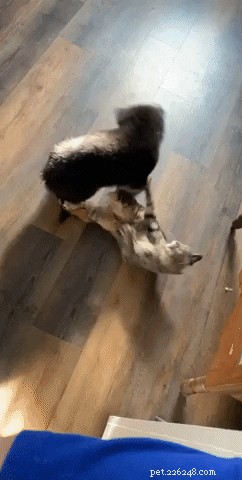 23 Irresistibly Cute Animal GIFs That Will Brighten Your Day