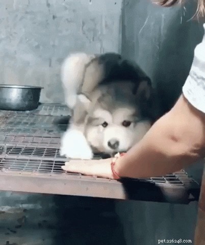 23 Irresistibly Cute Animal GIFs That Will Brighten Your Day