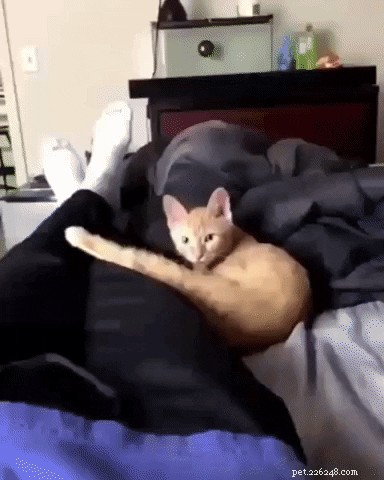 23 Irresistibly Cute Animal GIFs That Will Brighten Your Day