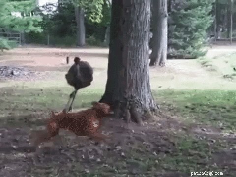 23 Irresistibly Cute Animal GIFs That Will Brighten Your Day