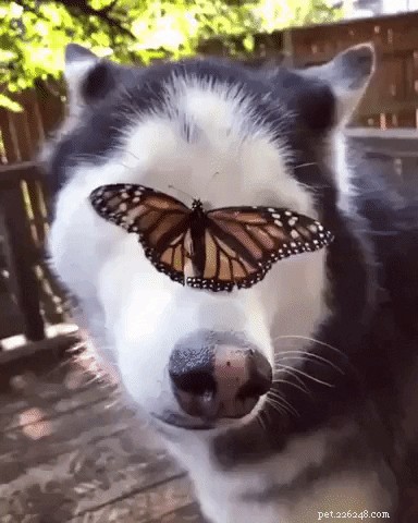 23 Irresistibly Cute Animal GIFs That Will Brighten Your Day