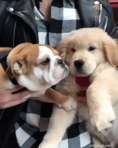 23 Irresistibly Cute Animal GIFs That Will Brighten Your Day