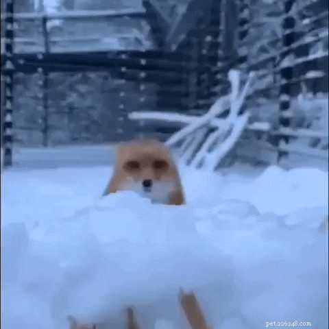 23 Irresistibly Cute Animal GIFs That Will Brighten Your Day