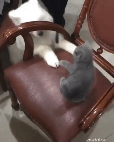 23 Irresistibly Cute Animal GIFs That Will Brighten Your Day