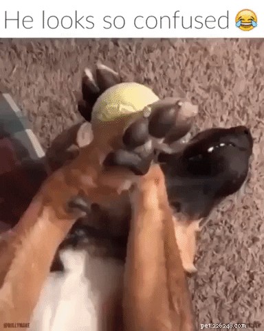 23 Irresistibly Cute Animal GIFs That Will Brighten Your Day